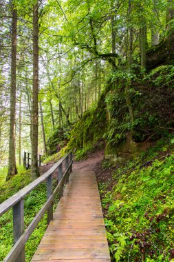 doğal ve güzel turizm iz Nehri yakınında ormanda 