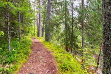 doğal ve güzel turizm iz Nehri yakınında ormanda 