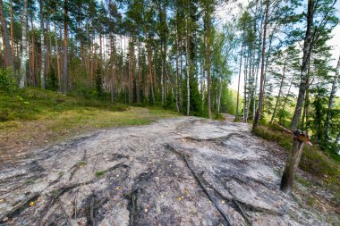 doğal ve güzel turizm iz Nehri yakınında ormanda 