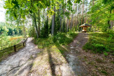 doğal ve güzel turizm iz Nehri yakınında ormanda 