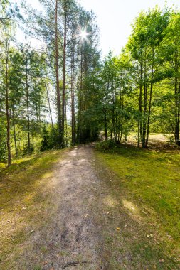 doğal ve güzel turizm iz Nehri yakınında ormanda 
