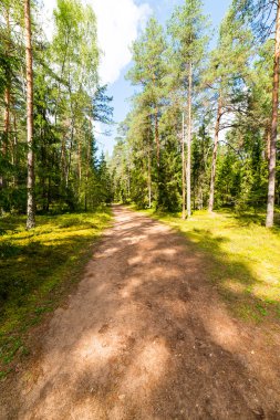 doğal ve güzel turizm iz Nehri yakınında ormanda 