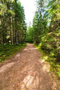 doğal ve güzel turizm iz Nehri yakınında ormanda 