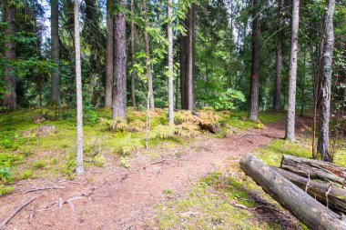 doğal ve güzel turizm iz Nehri yakınında ormanda 