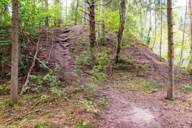 doğal ve güzel turizm iz Nehri yakınında ormanda 