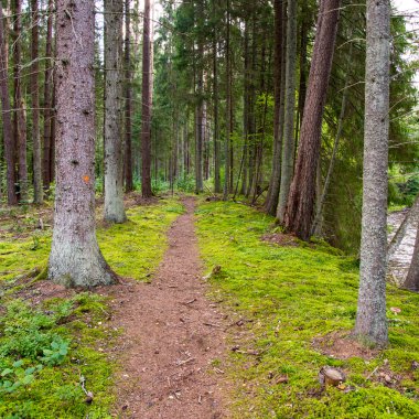 doğal ve güzel turizm iz Nehri yakınında ormanda 