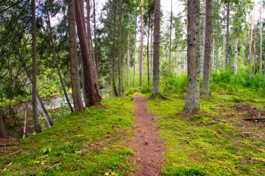 doğal ve güzel turizm iz Nehri yakınında ormanda 
