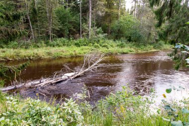 Dağ nehre Flowing su akışı ve sandsto ile göster