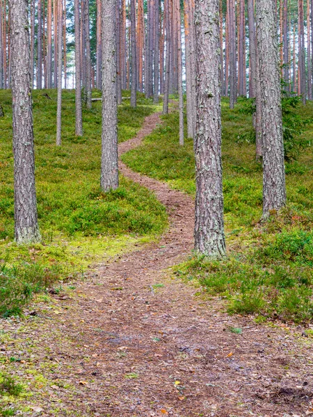 Sentier touristique pittoresque et magnifique dans les bois près de la rivière — Photo