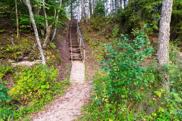 Jejak wisata yang indah dan indah di hutan dekat sungai — Stok Foto