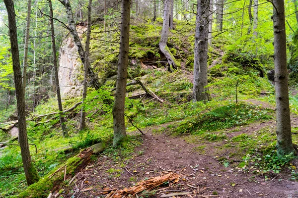 Sentier touristique pittoresque et magnifique dans les bois près de la rivière — Photo