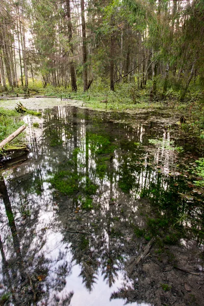 Old river bank with reflections in water — Stock Photo, Image