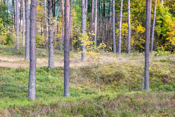 Colorful autumn trees in green forest with sun rays — Stock Photo, Image