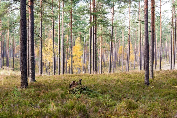 Alberi autunnali colorati nella foresta verde con raggi di sole — Foto Stock