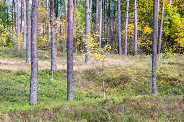 Alberi autunnali colorati nella foresta verde con raggi di sole — Foto Stock