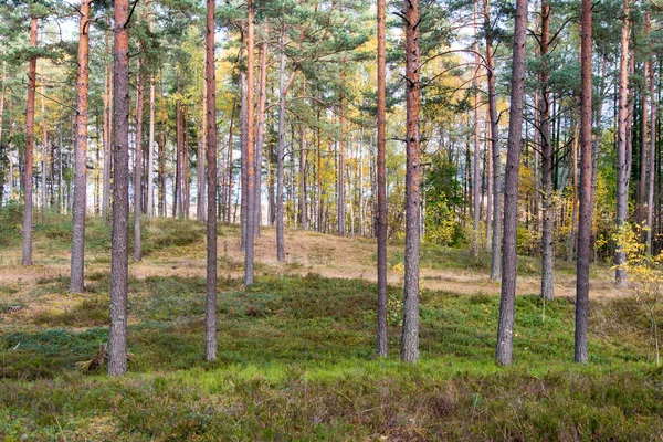 Alberi autunnali colorati nella foresta verde con raggi di sole — Foto Stock