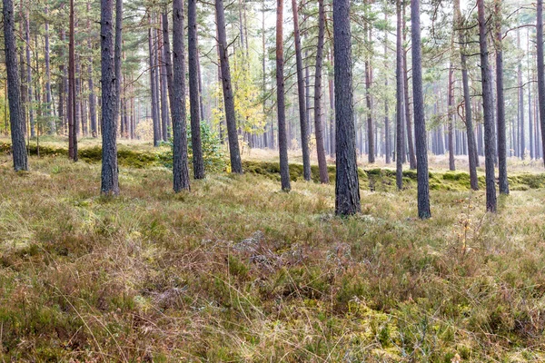 Красочные осенние деревья в зеленом лесу с солнечными лучами — стоковое фото