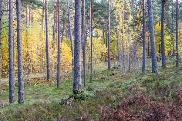 Красочные осенние деревья в зеленом лесу с солнечными лучами — стоковое фото