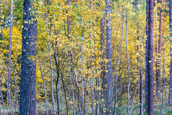 Árvores de outono coloridas na floresta verde com raios de sol — Fotografia de Stock