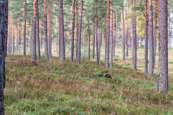 Arbres d'automne colorés dans la forêt verte avec des rayons de soleil — Photo