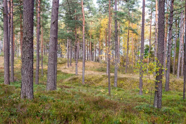 Красочные осенние деревья в зеленом лесу с солнечными лучами — стоковое фото