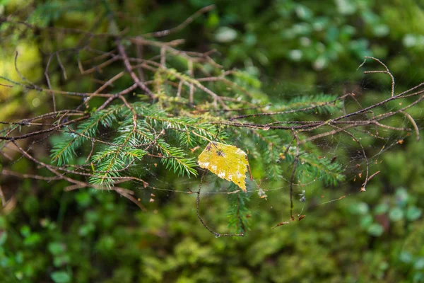 Alberi nella foresta verde con muschio e colori autunnali — Foto Stock