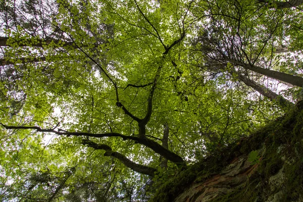 Trees in green forest with moss and autumn colors — Stock Photo, Image