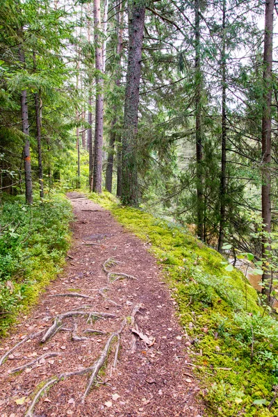 Aussichtsreicher und schöner Wanderweg im Wald in Flussnähe — Stockfoto