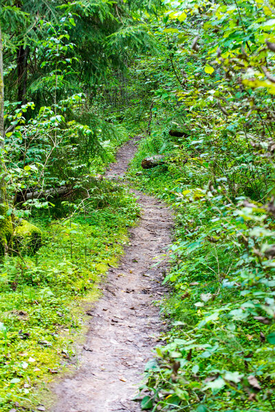 scenic and beautiful tourism trail in the woods near river 