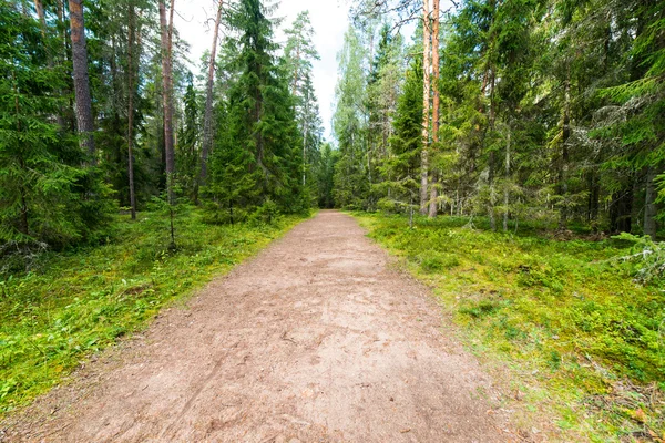 Живописная и красивая туристическая тропа в лесу возле реки — стоковое фото