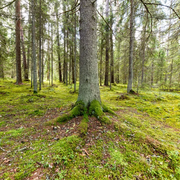 Деревья в зеленом лесу с мхом и осенними красками — стоковое фото