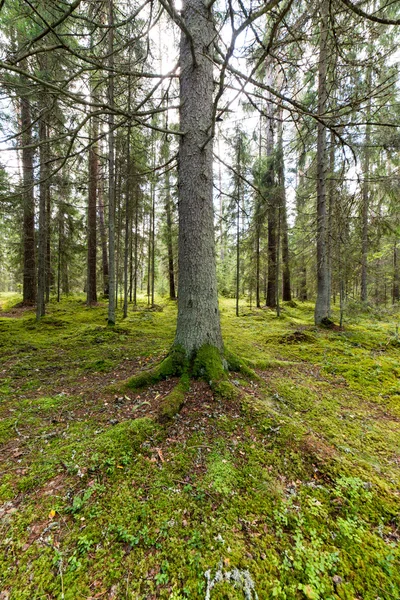 Drzewa w lesie zielony mech i jesienne kolory — Zdjęcie stockowe