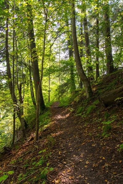 Sendero turístico escénico y hermoso en el bosque cerca del río —  Fotos de Stock