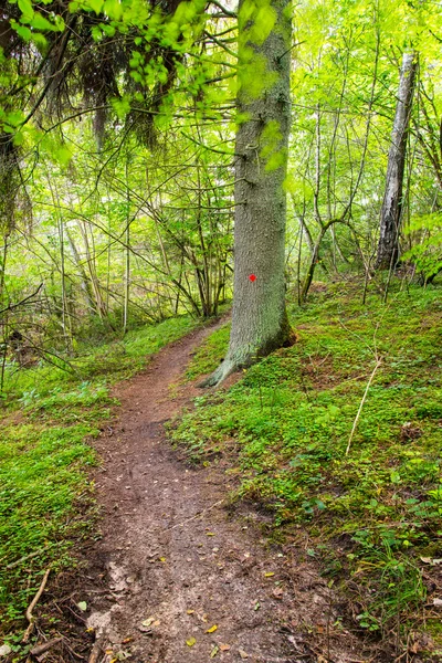 Aussichtsreicher und schöner Wanderweg im Wald in Flussnähe — Stockfoto