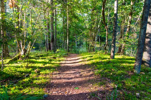 Schilderachtige en mooie toerisme parcours in het bos in de buurt van de rivier — Stockfoto