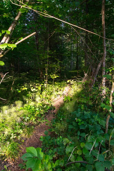 Aussichtsreicher und schöner Wanderweg im Wald in Flussnähe — Stockfoto