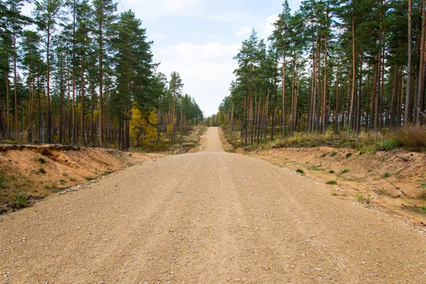 Country gravel road in the forest — Stock Photo, Image