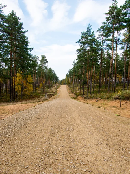 Country gravel road in the forest — Stock Photo, Image