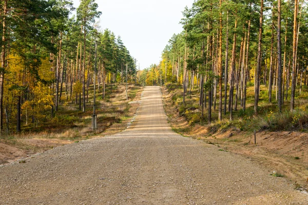 Country gravel road in the forest — Stock Photo, Image