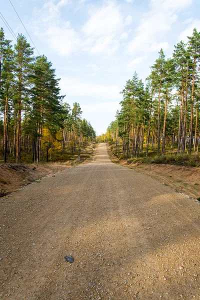 Country gravel road in the forest — Stock Photo, Image