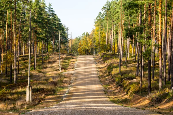 Route de gravier de campagne dans la forêt — Photo
