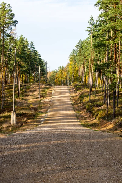 Country gravel road in the forest — Stock Photo, Image