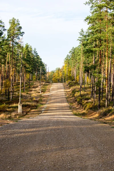 Country gravel road in the forest — Stock Photo, Image