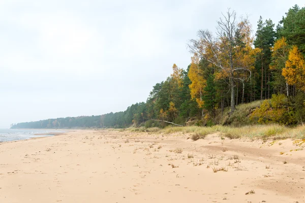 Kustlijn van Baltische Zee strand met rotsen en duinen — Stockfoto