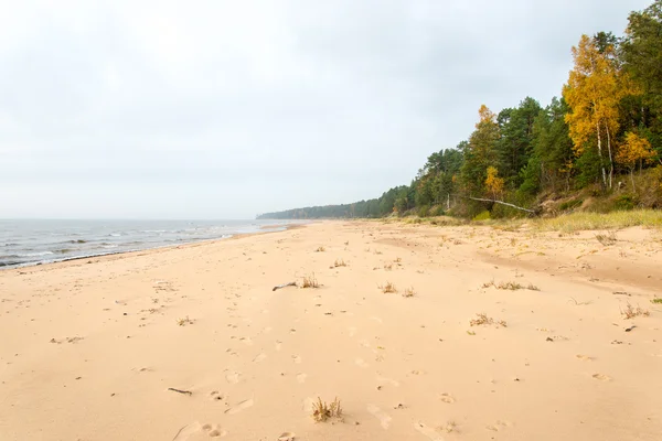 바위와 모래 언덕 발트 해 해변의 해안선 — 스톡 사진