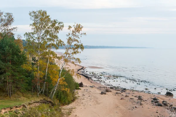 Aerial view to the Shoreline of Baltic sea beach with rocks and — Stock Photo, Image