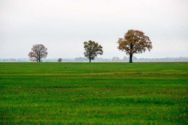 Zielone pole z drzew w kraju — Zdjęcie stockowe