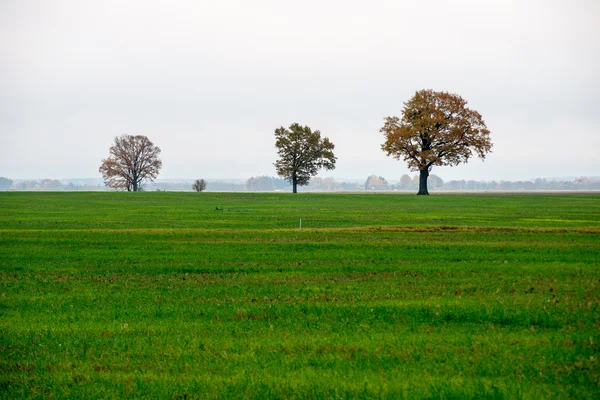 Ülkenin ağaçları ile yeşil alan — Stok fotoğraf