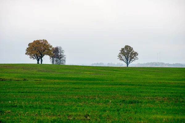 Grüne Wiese mit Bäumen auf dem Land — Stockfoto