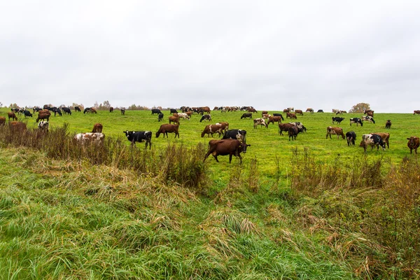 Campo verde com vacas no país — Fotografia de Stock